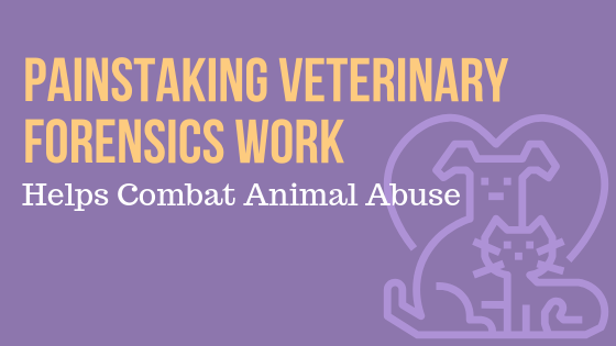 Painstaking Veterinary Forensics Work Helps to Combat Animal Abuse